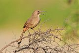 California Thrasherborder=